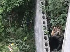 國慶節(jié)馬戲團(tuán)幼虎出逃，警察持鋼叉合圍