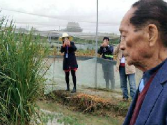 超級稻啟動收割畝產(chǎn)1149公斤,創(chuàng)世界水稻單產(chǎn)紀錄